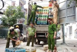 Hết đường nhập lậu gia cầm